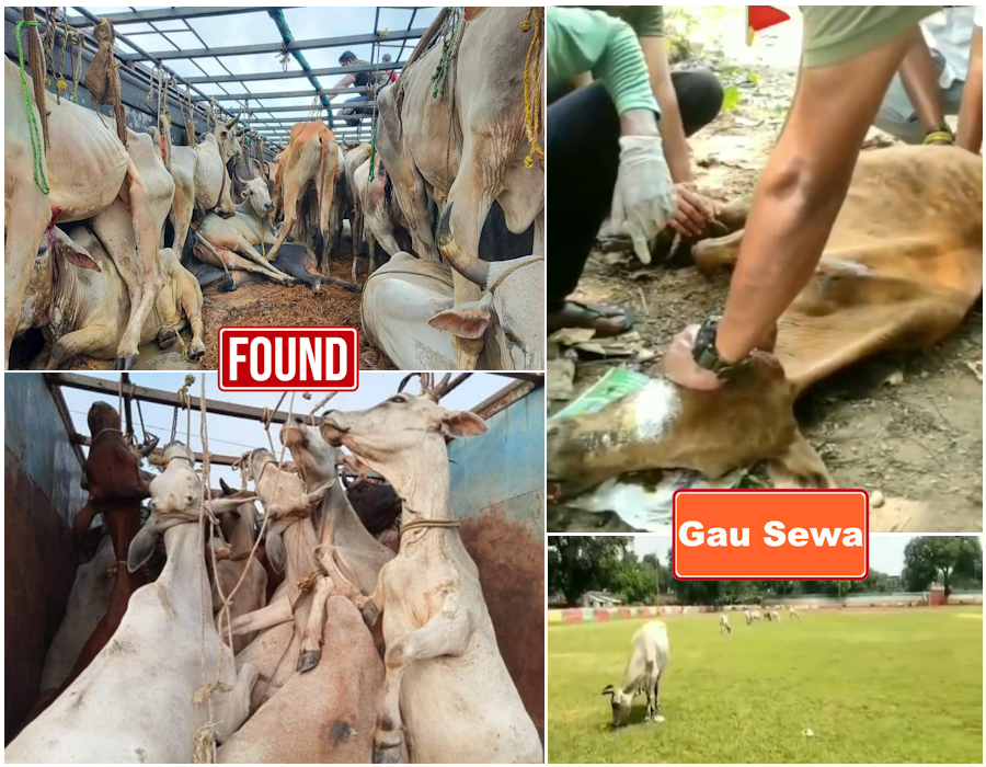 Gau-Sewa-Post-Dharmansh-Featured